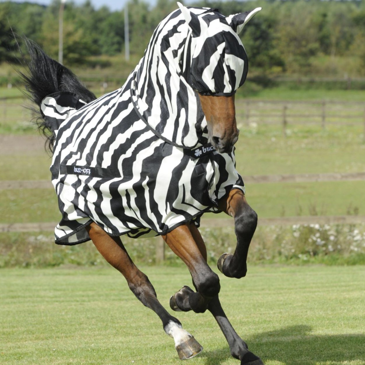 At Bucas we pride ourselves in ensuring your horse wears the very best.