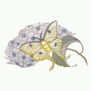 mothydrangea's profile picture. 