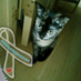 黒猫瑠捺 (@luna67oioi) Twitter profile photo 黒猫瑠捺 (@luna67oioi) Twitter profile photo