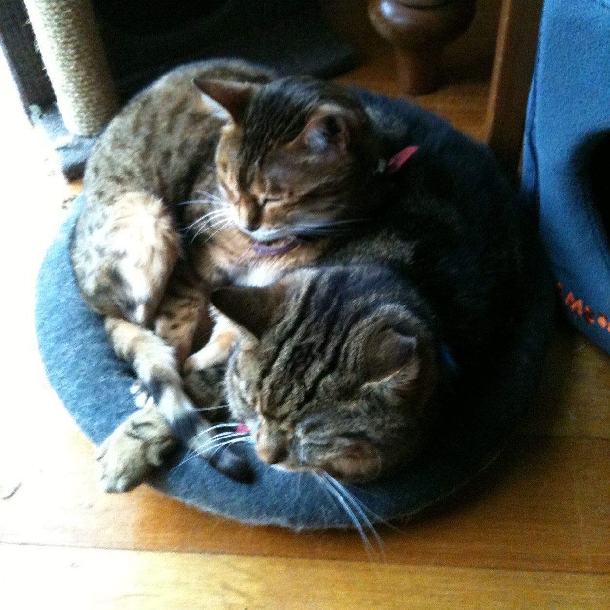 HastyKat's profile picture. ESL teacher, chorister and Tai Chi practitioner with rather eclectic interests.