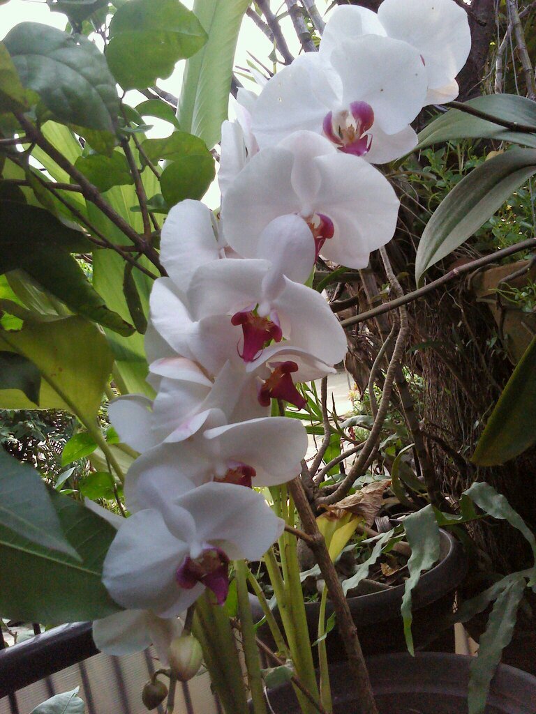 BuCencen's profile picture. Ibunya @Mbak_Danar dan @semilirangin. Emaknya @curlyrainbow. Mamake Kimo. Known also as Bu Puni.