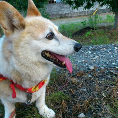 言偏東 Gonben23 のツイプロ