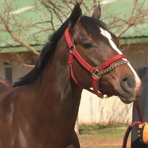 RaceViewNetwork's profile picture. Biggest Races, Fastest Horses - All in HD!
Like us on Facebook - http://t.co/QD0NMUGsAW