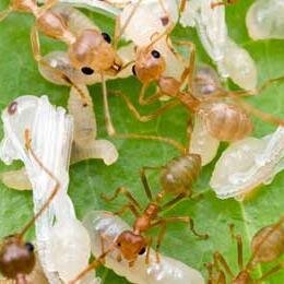 Kami adalah farm yang bergerak dalam budidaya semut Oecophylla smaragdina. kami menyediakan kroto segar berkualitas untuk burung kicau kesayangan anda.