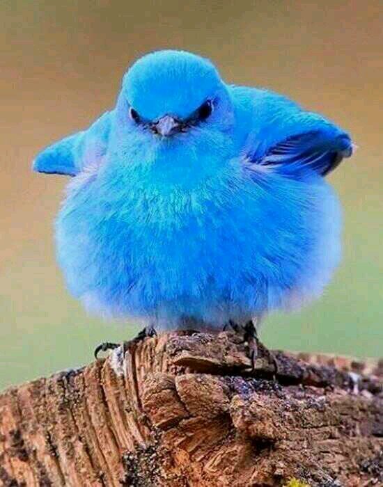 Bismillah,  i am 50+ yrs old, knowledge n truths seeker,  supports credbility,  justice, honesty n integrity