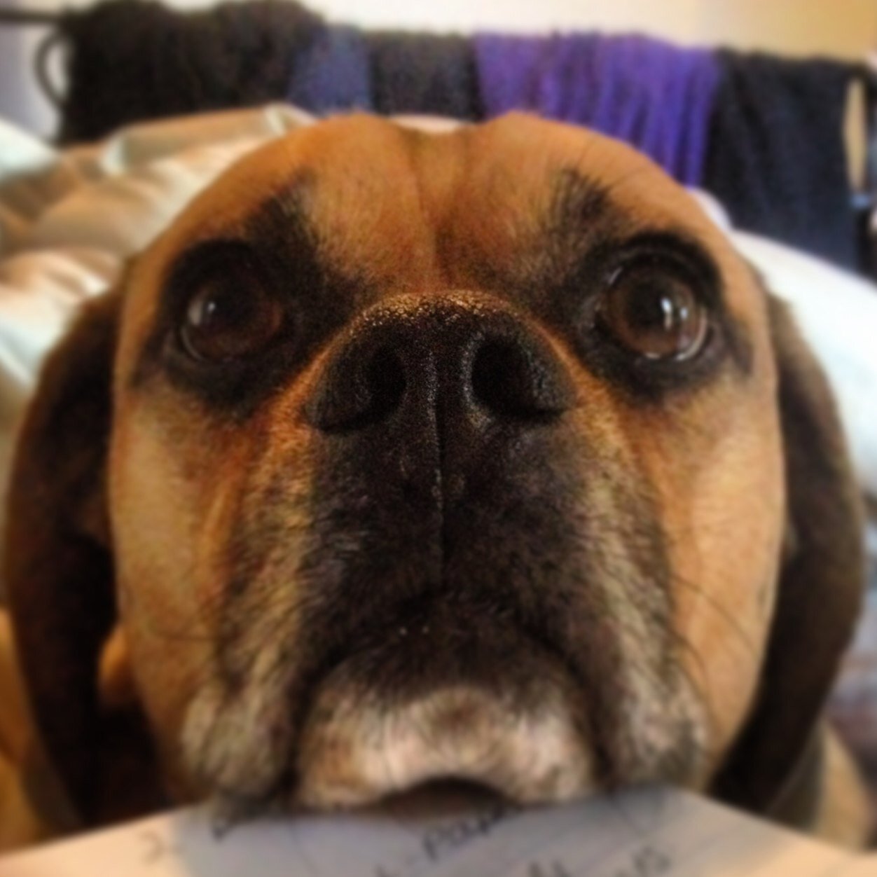 My mom says I'm a Pigaloat... A Pig, Pug, Beagle & Goat!