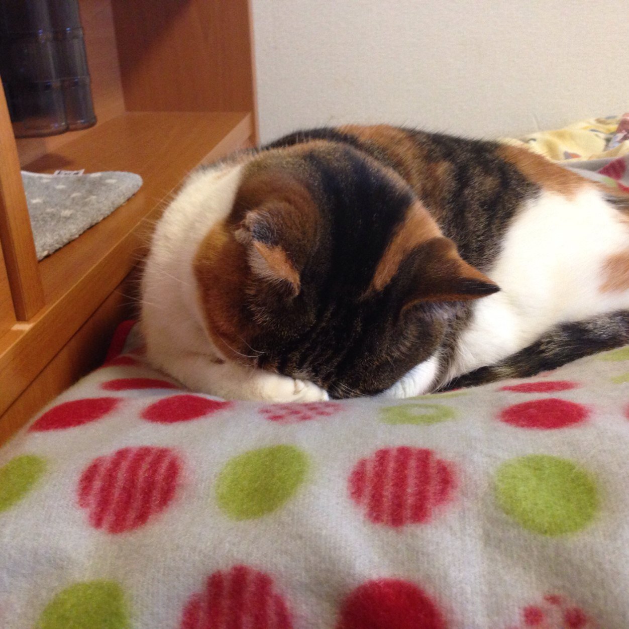 大好きな馬、猫、動物、アニメ、牧場めぐりなど〜時々つぶやきます。たまに日本語の調子が悪くなります😅無言フォロー失礼します。