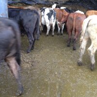 Farming UK (@ukfarming) 's Twitter Profile