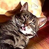 Malika amoanimalitos. (@malikasalmzarh) 's Twitter Profile