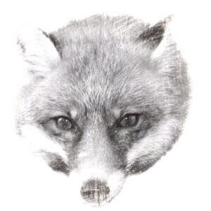 FoxInnFoxCorner Profile Picture