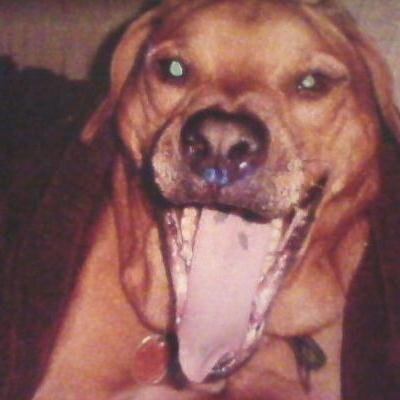 My pets are my passion-through them Angelpaws6 was created. We do Pet Gift Baskets for all occasions n Rustic Signs