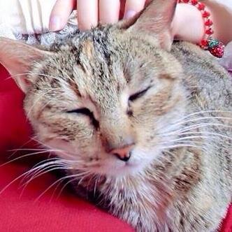 Choshi14's profile picture. ちなみにガロ龍田ちゃんのが胸おっかいです…(*´・ｗ・｀*)
うさ天龍はEだけどガロ龍田はG！(｀・ω・´)
そこはがんばっても無理だった(*´・ｗ・｀*)