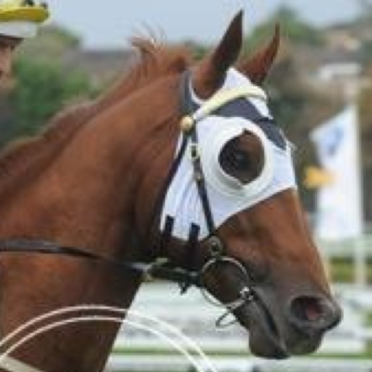 rankin69's profile picture. Assistant Trainer at David Payne Racing.