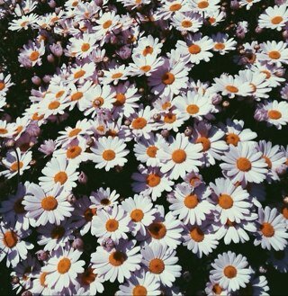 اسعدتك؟ سوي فولو هنا @_HanHaf