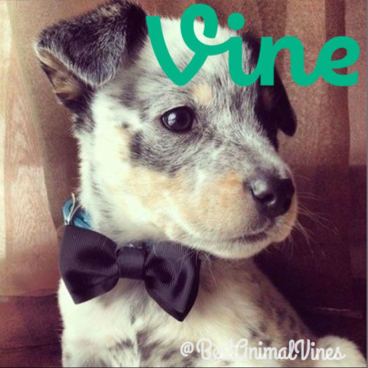 BestAnimalVines's profile picture. Posting The Best Vines of All Animals! Also the occasional funny animal pictures. *Parody Account*