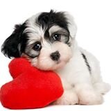 Los mejores consejos para que tu mejor amigo de 4 patitas tenga una vida plena y feliz