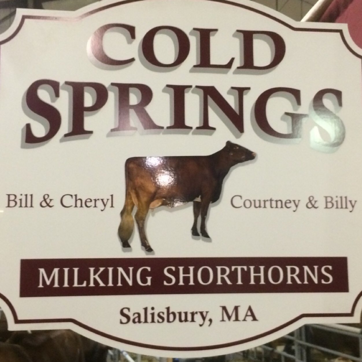 Milking Shorthorns