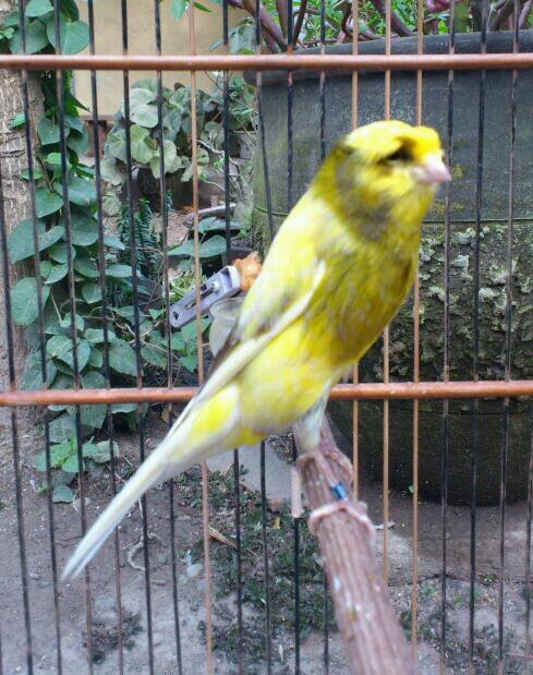 NknSoekamto's profile picture. 