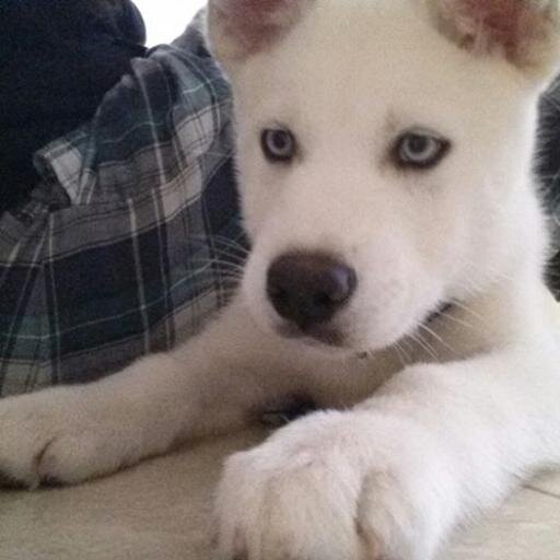 NorCalWolfdogs's profile picture. I own and operate several websites, as well as raise my doggies. I also work for a head start program. I try to keep busy.