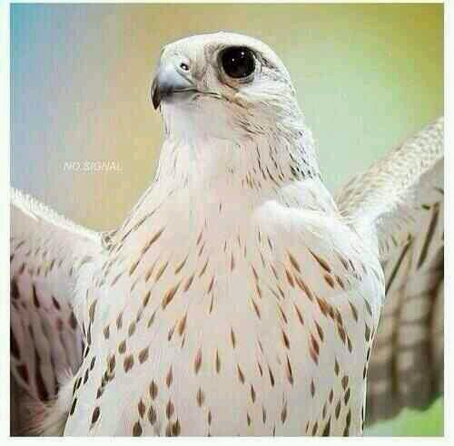 a513018a's profile picture. ﻻتسعى لتصحيح ظن احد بك!  اان خالقك ينظر لقلبك!  وهذا يكفيك