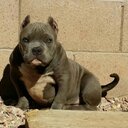 Daniel Arbelaez  - @DanielArbelae11 - Twitter