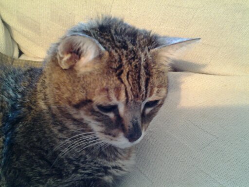 CoravilaMe's profile picture. 