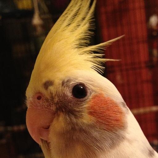 Natasha's Bird Oasis located in Toronto. Contact me today to reserve a spot for boarding your companion bird. http://t.co/xDx4y38VWK