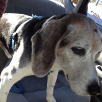R (@rosebeanjames) 's Twitter Profile