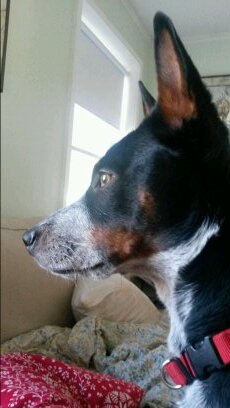 Callilu's profile picture. 