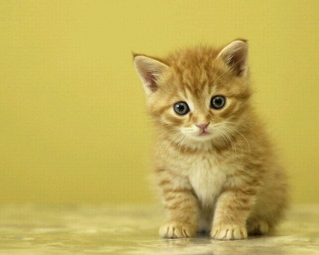 hayalguven's profile picture. kederliyim