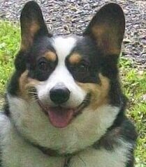 I am an 8 year old Pembroke Corgi from Indiana in love with a gorgeous red headed Corgi from Ca.  Hear about our amazing love story!  I