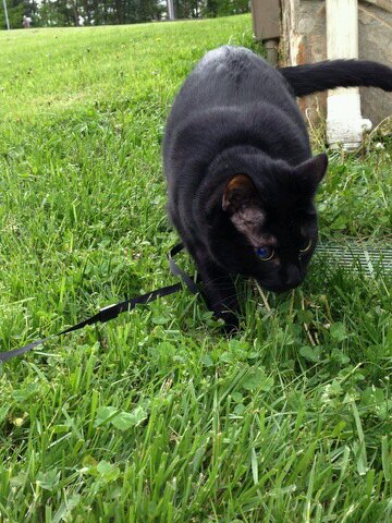 I'm a blind cat in need of a home. Please adopt me before the unbearable happens.