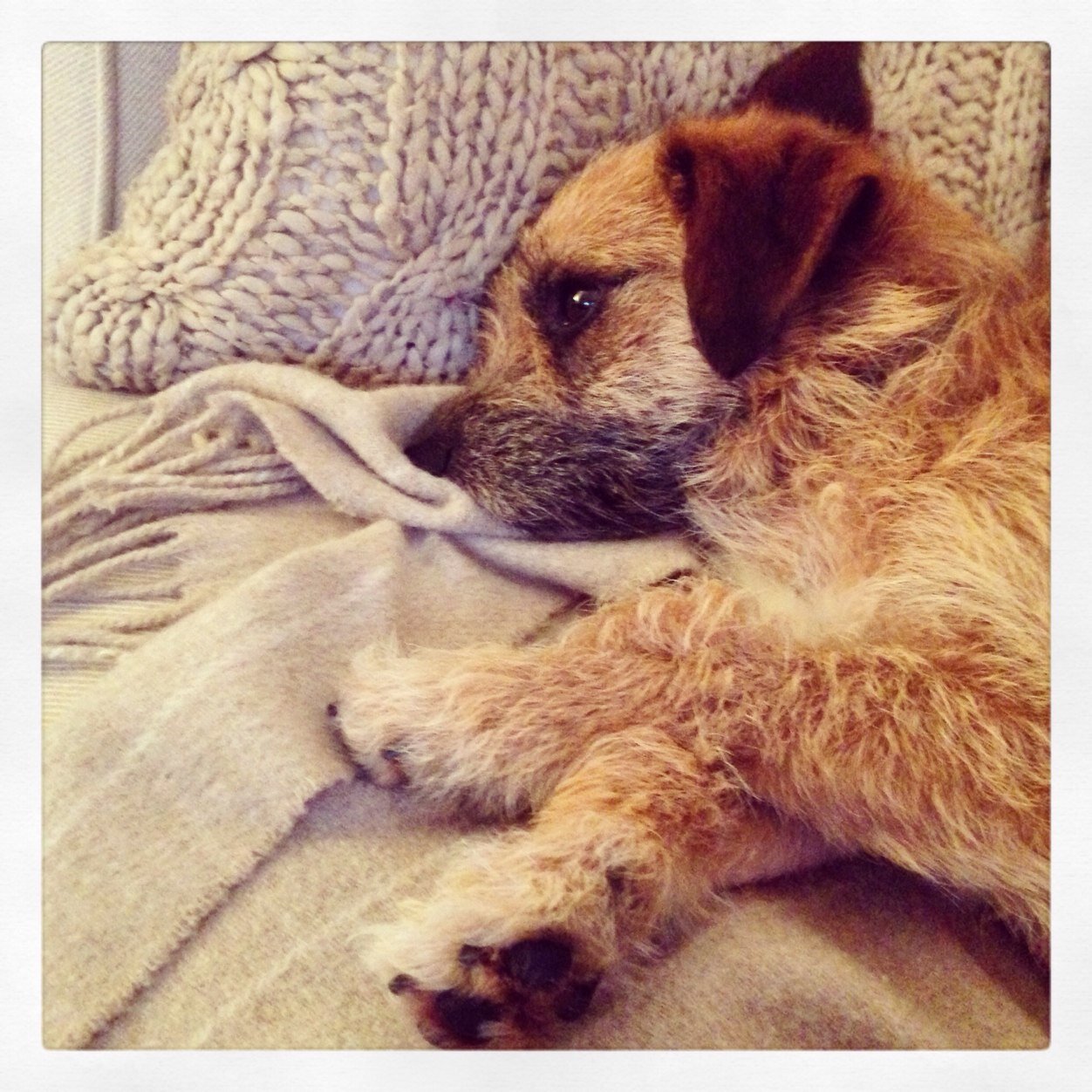 Border_Basil's profile picture. Recently adopted by @Taffy_Terrier's hoomins, I be a rescue dog. I am a border terrier cross and I have a curly fluffy tail.
Learning new tricks everyday!