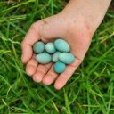 susan roos - @aae87d0527624c9 - Twitter