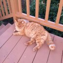 Jacob Brownlee - @MarkOfDinosaur - Twitter