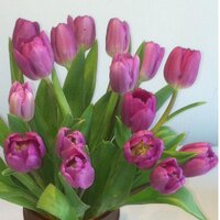 Tracy Zeno (@cmon_cabral) 's Twitter Profile