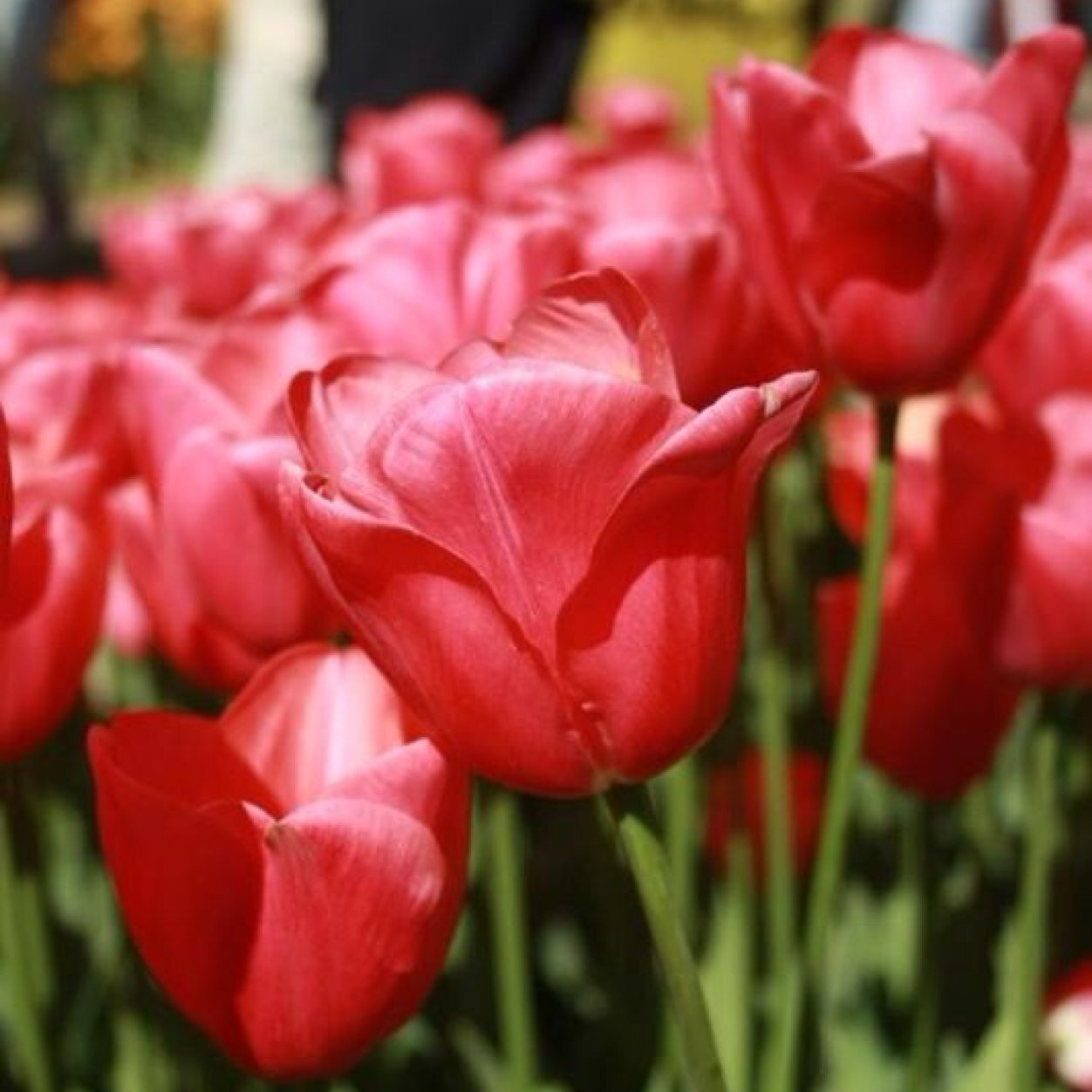 yokgibi__'s profile picture. 