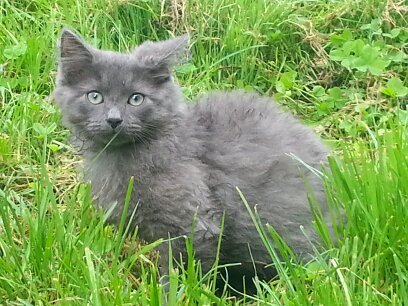 the5macs's profile picture. 