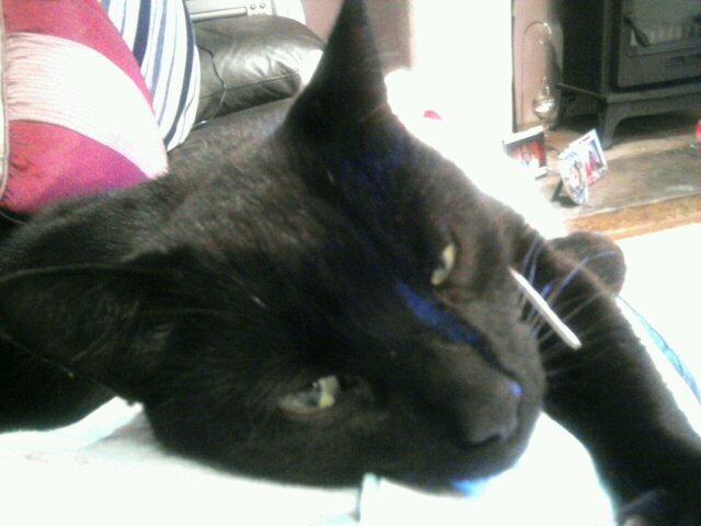 melcammo's profile picture. Yorkshire born and bred, Servant to Archie, Clinical Forensic Nurse