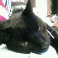 melanie cammidge (@melcammo) 's Twitter Profile