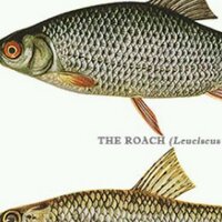 Roach (@roachy01) 's Twitter Profile Photo
