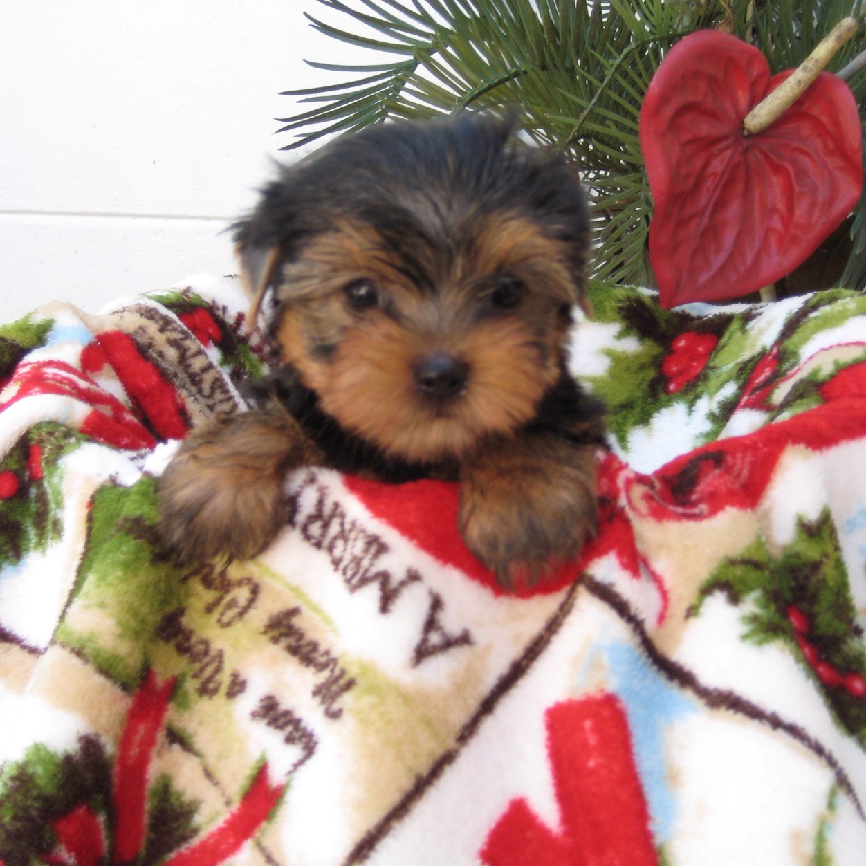 I'm a yorkie puppy living and playing in the Palm Beaches! Catch me on Instagram: @FranklinTails