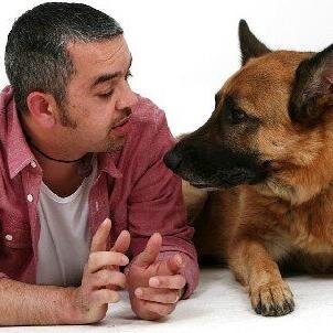 Peter is a dog behaviourist who is now solely dedicated to the rescue and rehabilitation of Europe's most severely abused animals