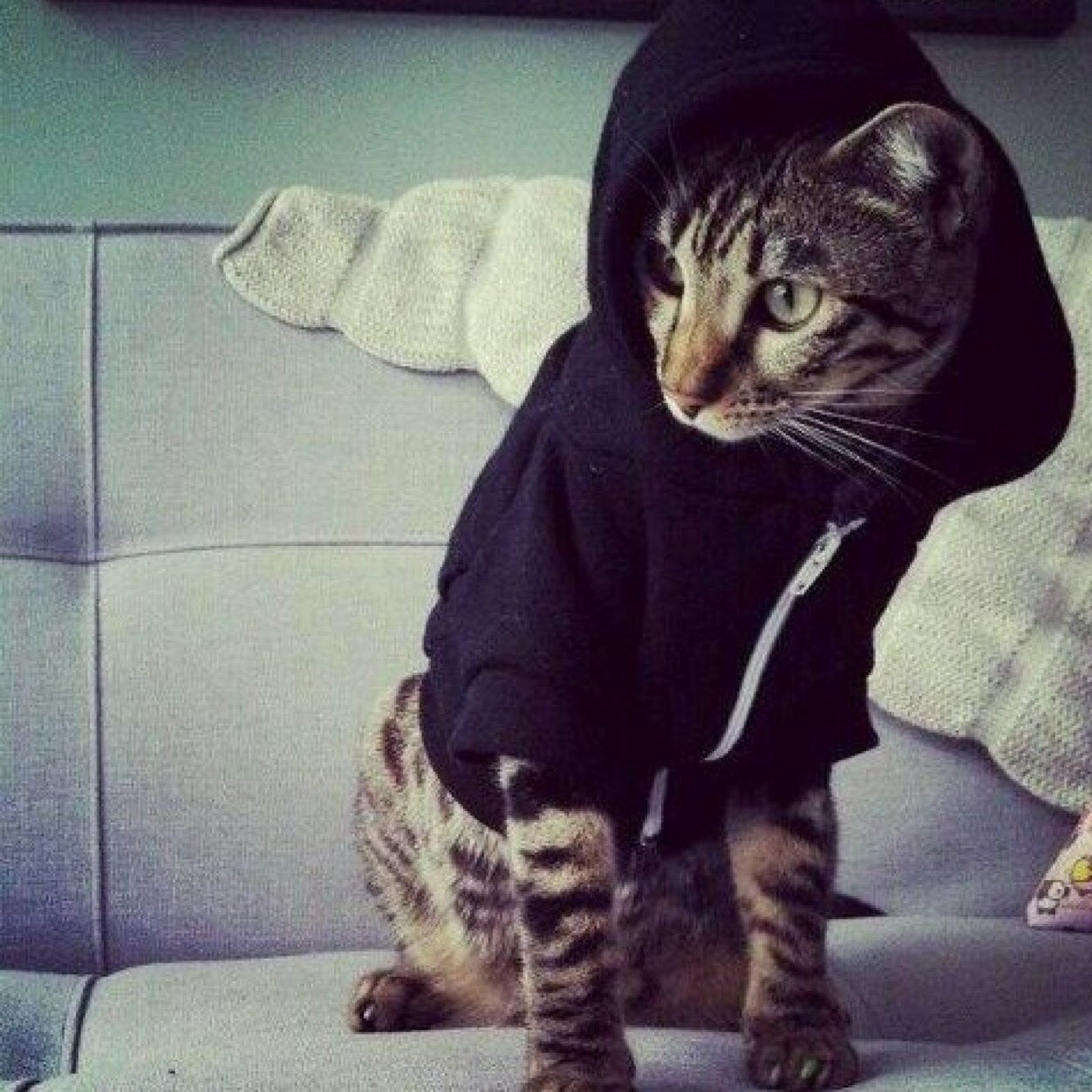 lisaaiman's profile picture. ㅍㅅㅍ