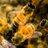 Pollen-Tech
