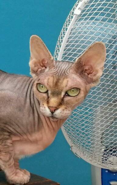 decosphynx Facebook page