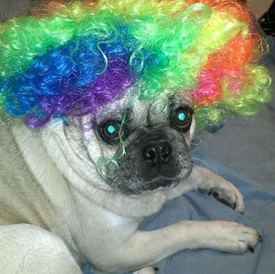 i love pugs and watching pewdiepie and syndicate