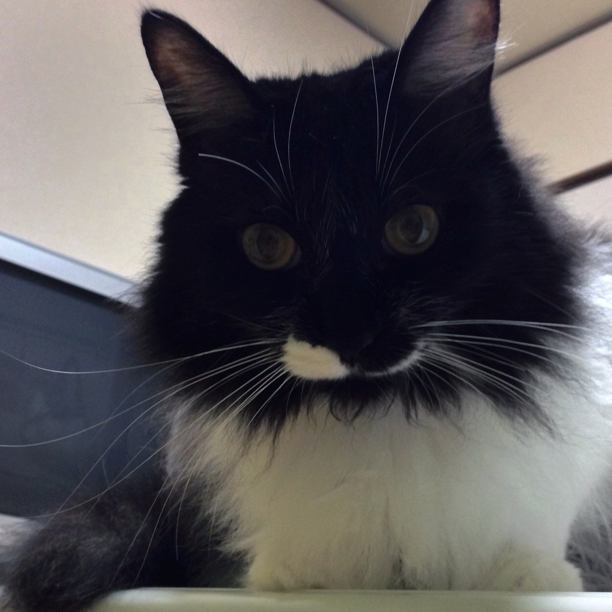 猫とゴロゴロが一番の和み（＾∇＾） いなくなってしまった三毛猫の帰りを待っています。