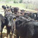 Debra Parrish - @pansywoman - Twitter