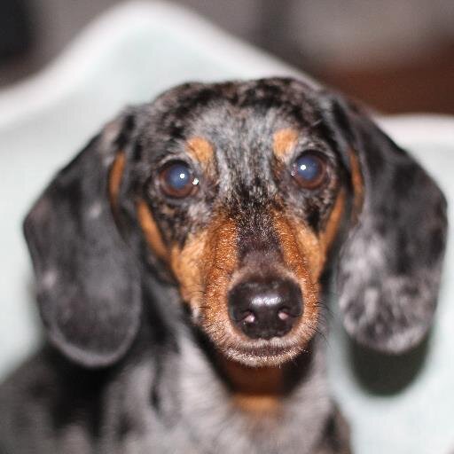 LKDowningPhoto's profile picture. Photographer